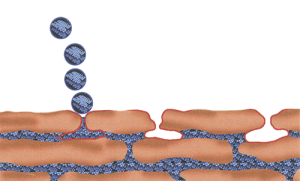 Szállítórendszer avagy a Dermaviduals® kozmetikumcsalád egyedisége /liposoma, nanoszoma, DMS/ 3 dms e1585844451323